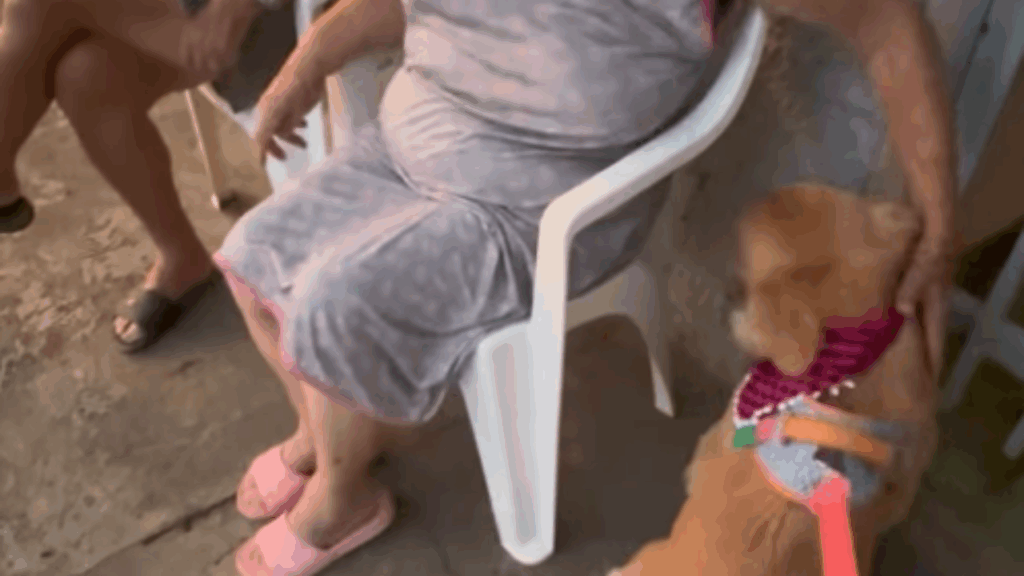 Golden parava sempre na calçada de casal de idosos e muda a vida deles: “Amizade para o coração”
