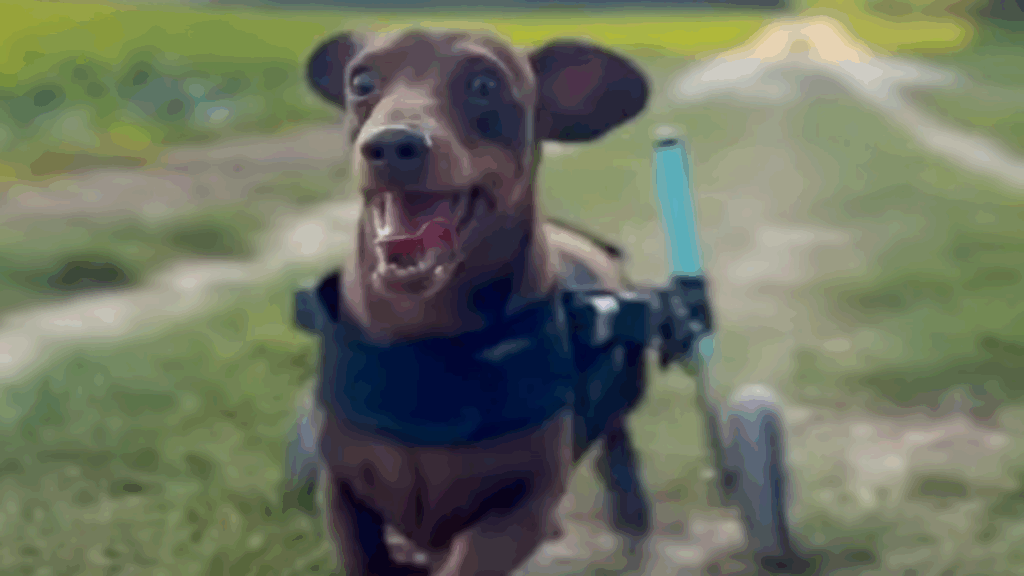 A incrível jornada de reabilitação do dachshund Alfie contra a IVDD severa