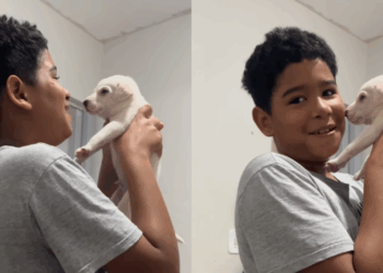 Empatia infantil: Filho vai ao mercado e volta com pet abandonado em vez de produtos