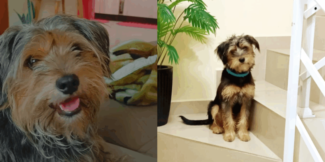 "Yorkshire" gigante? Família descobre que cão cresceu muito além do esperado