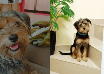 "Yorkshire" gigante? Família descobre que cão cresceu muito além do esperado