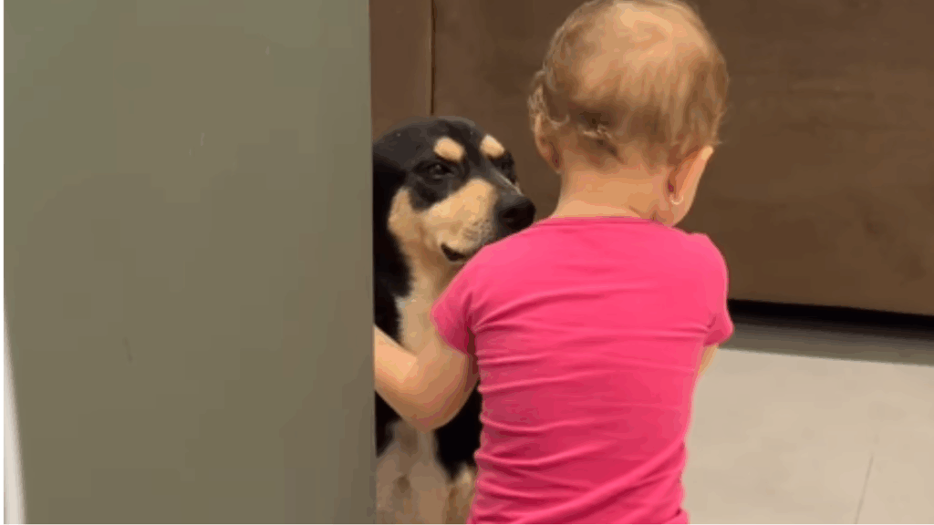 'Postura inabalável': cão de 7 anos fica estático para não assustar bebê e vídeo quebra a internet