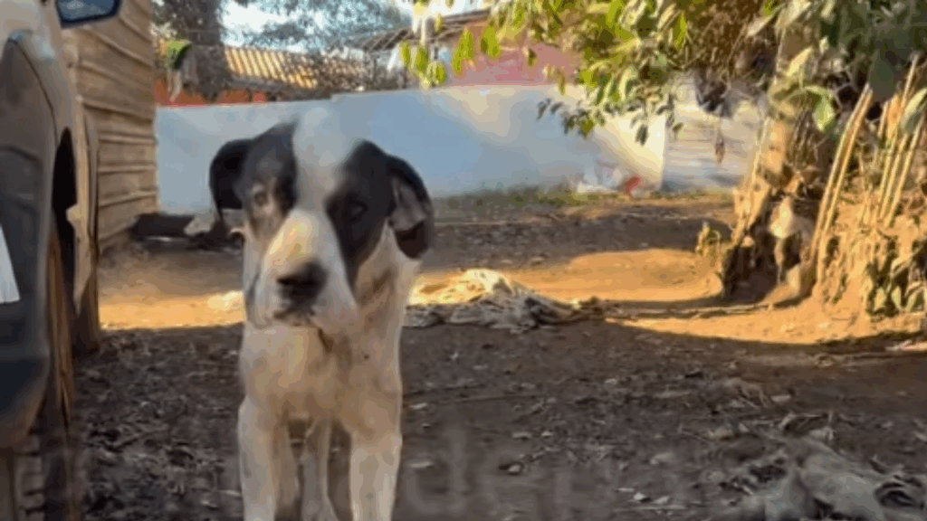 'Melhor que um helicóptero': Empresária supera 6 anos de luto ao ser levada para fazenda e receber filhote de cocker spaniel