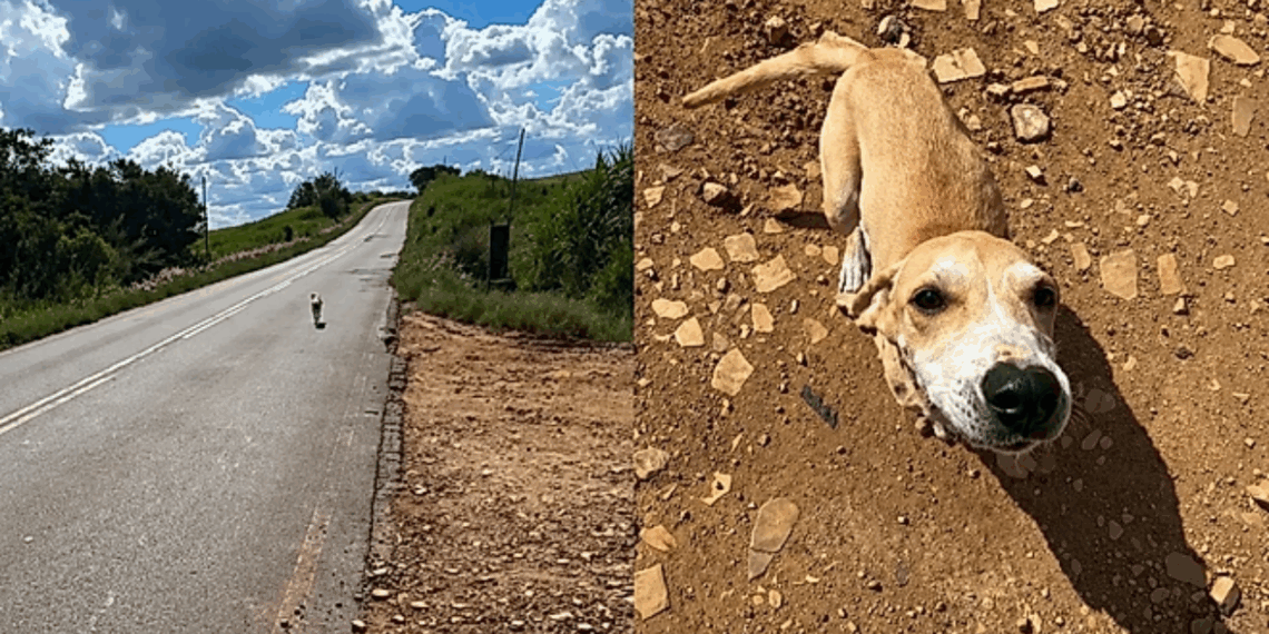"Vem aqui, filho": entregador para na estrada para salvar cachorrinha e ganha uma nova companheira