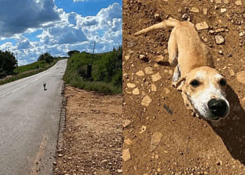 "Vem aqui, filho": entregador para na estrada para salvar cachorrinha e ganha uma nova companheira