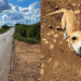 "Vem aqui, filho": entregador para na estrada para salvar cachorrinha e ganha uma nova companheira