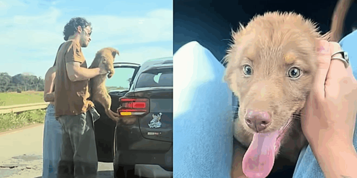 'Encontro de almas': casal salva cachorrinha na estrada e descobre que ela é a 'cópia' da namorada