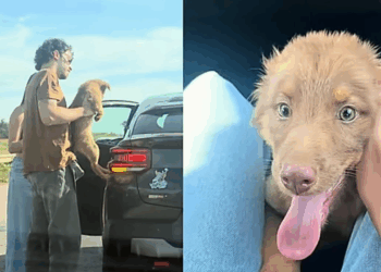 'Encontro de almas': casal salva cachorrinha na estrada e descobre que ela é a 'cópia' da namorada