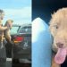 'Encontro de almas': casal salva cachorrinha na estrada e descobre que ela é a 'cópia' da namorada