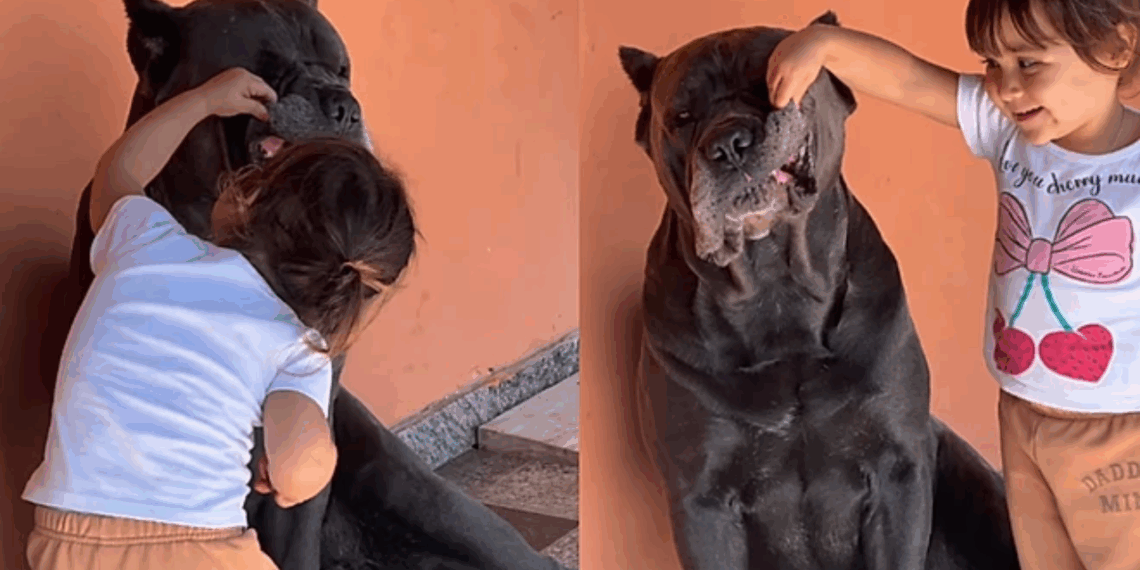 Menina de 2 anos faz "consulta odontológica" em Cane Corso de 45 kg e reação do gigante viraliza