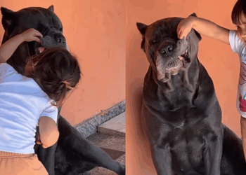 Menina de 2 anos faz "consulta odontológica" em Cane Corso de 45 kg e reação do gigante viraliza