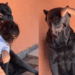 Menina de 2 anos faz "consulta odontológica" em Cane Corso de 45 kg e reação do gigante viraliza
