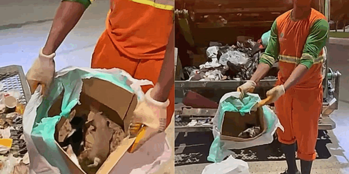‘Falta de amor’: gari compartilha sua indignação após encontrar uma caixa abandonada com 4 vidas dentro