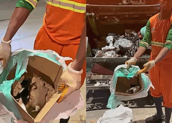 ‘Falta de amor’: gari compartilha sua indignação após encontrar uma caixa abandonada com 4 vidas dentro