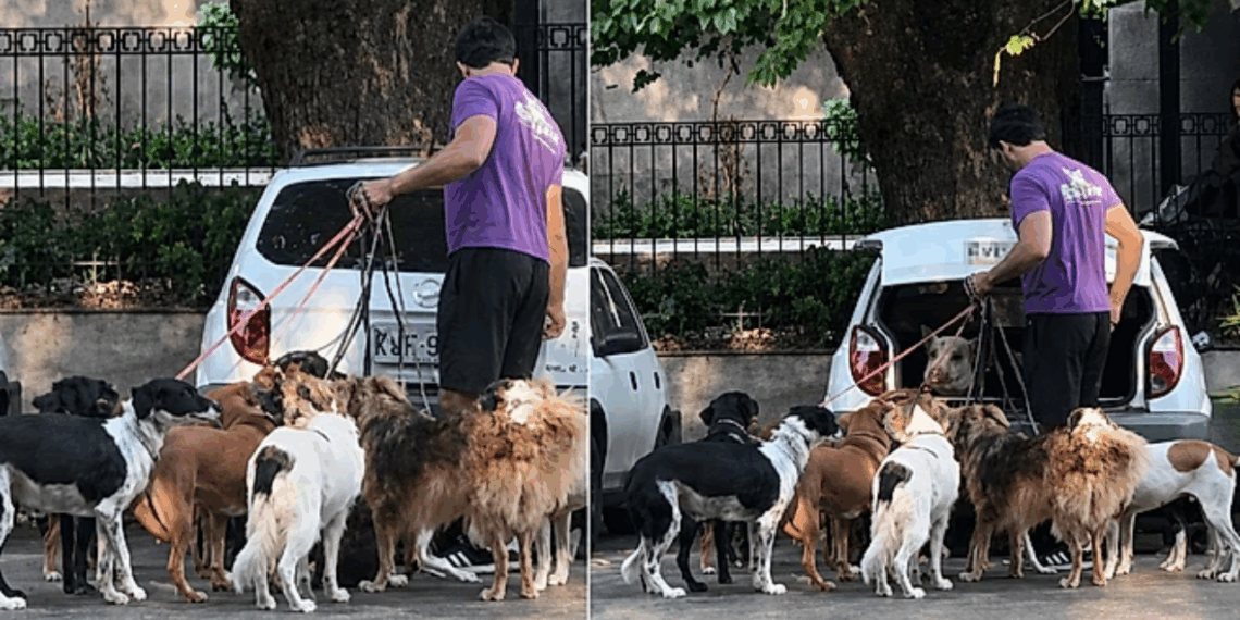 "Tudo isso num Celta?": vídeo mostra adestrador com mais de 10 cães e um porco saindo do porta-malas