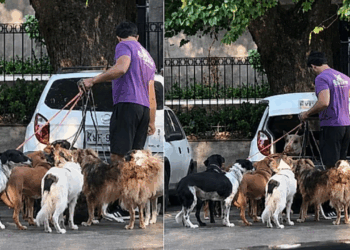 "Tudo isso num Celta?": vídeo mostra adestrador com mais de 10 cães e um porco saindo do porta-malas