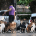 "Tudo isso num Celta?": vídeo mostra adestrador com mais de 10 cães e um porco saindo do porta-malas