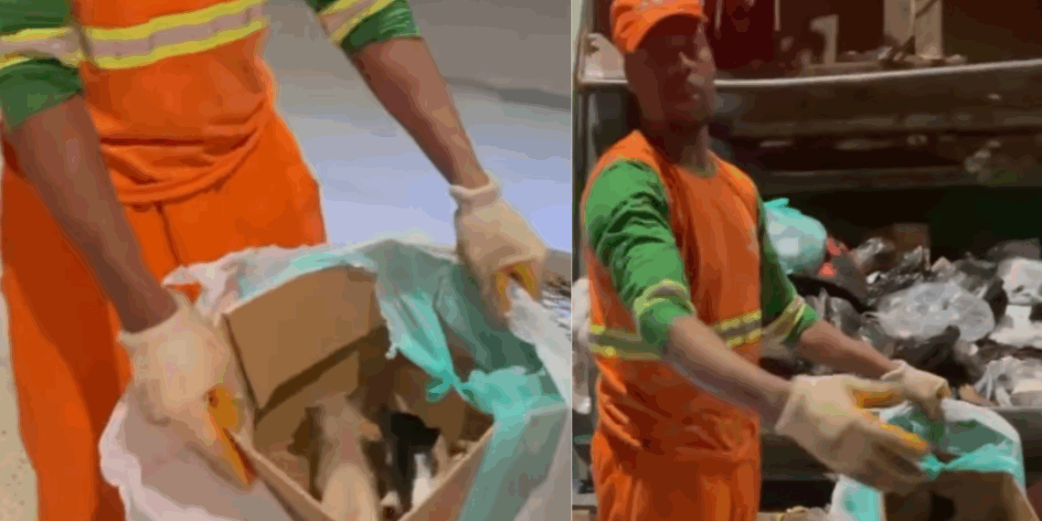 Garis encontram filhotes de gato abandonados em sacola e desabafo comove a web