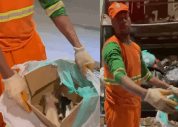 Garis encontram filhotes de gato abandonados em sacola e desabafo comove a web