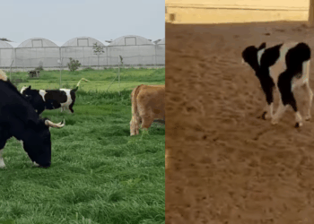 Vaca resgatada adota bezerrinha e produz leite mesmo sem ter dado a luz recentemente