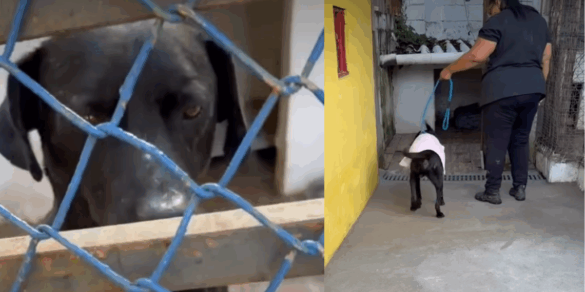 "Ele esperou até o fim": Cão rejeitado após minutos de visita fica no portão aguardando família