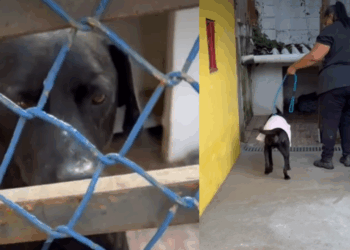 "Ele esperou até o fim": Cão rejeitado após minutos de visita fica no portão aguardando família