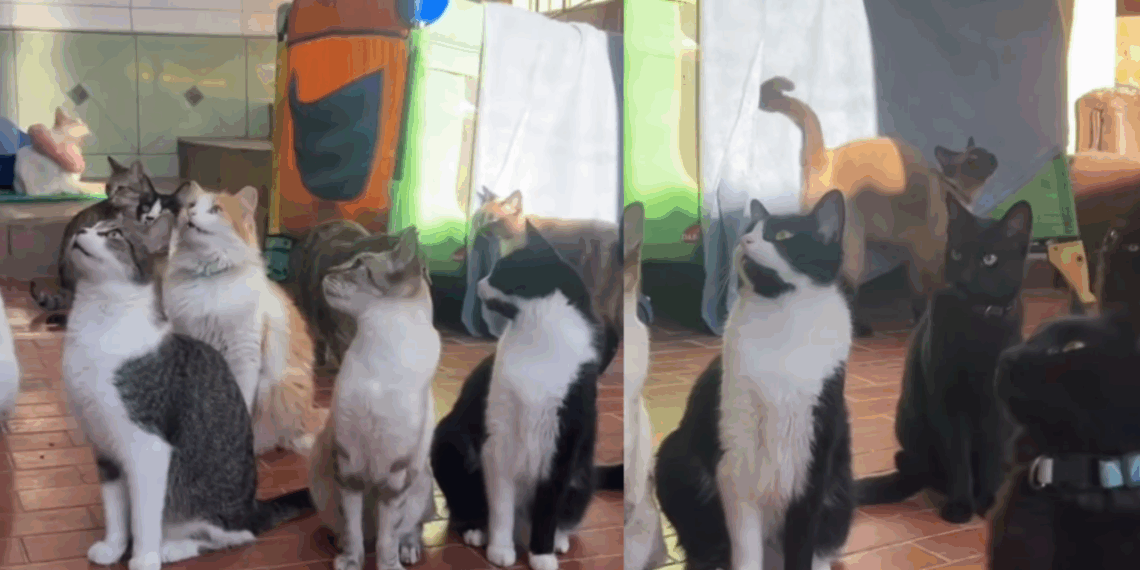 "Será que eu posso ir para casa com você?": Gatinhos escutam atentamente cuidadora e fazem "treinamento" para conquistar uma família