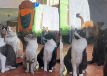 "Será que eu posso ir para casa com você?": Gatinhos escutam atentamente cuidadora e fazem "treinamento" para conquistar uma família