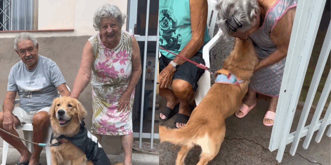 Golden parava sempre na calçada de casal de idosos e muda a vida deles: “Amizade para o coração”