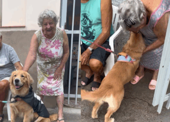 Golden parava sempre na calçada de casal de idosos e muda a vida deles: “Amizade para o coração”
