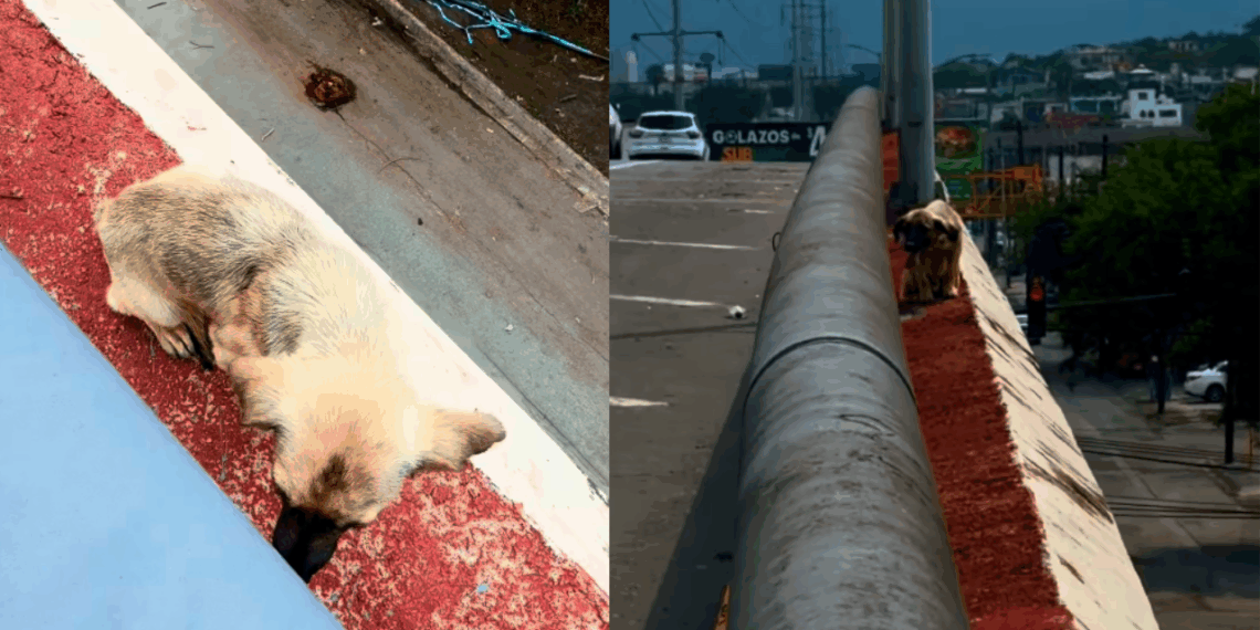 A missão mais perigosa de um protetor no México para realizar resgate de cachorro em viaduto