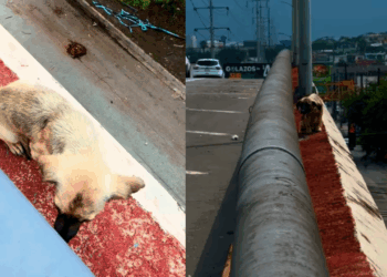 A missão mais perigosa de um protetor no México para realizar resgate de cachorro em viaduto