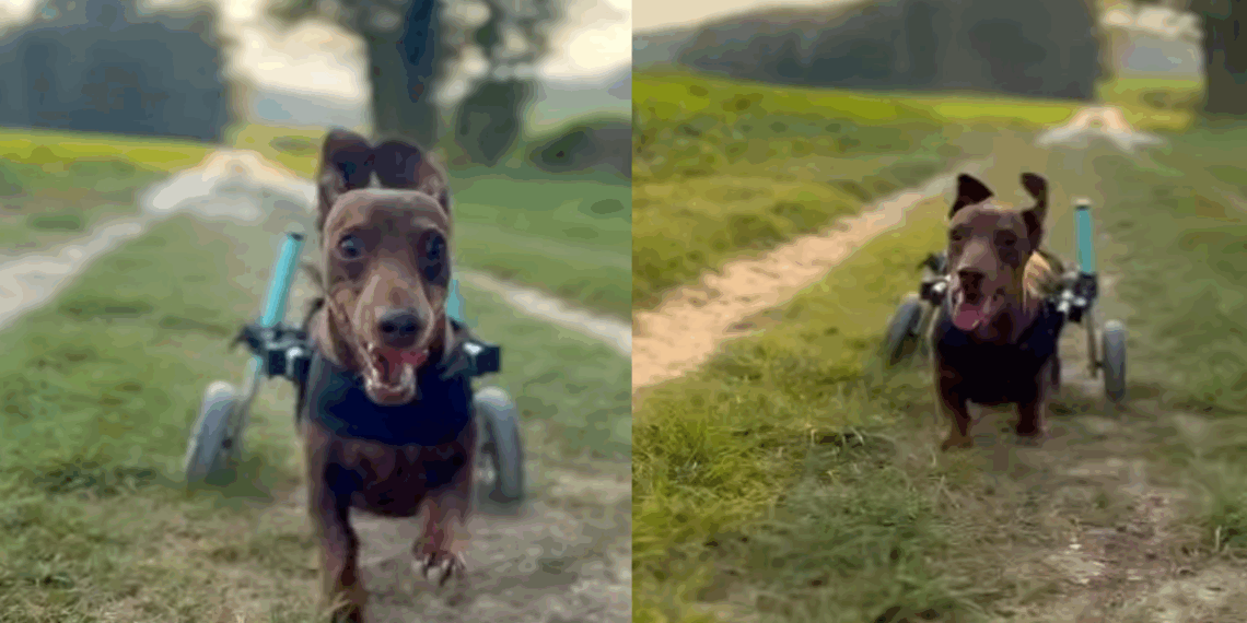 A incrível jornada de reabilitação do dachshund Alfie contra a IVDD severa