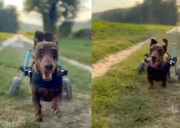 A incrível jornada de reabilitação do dachshund Alfie contra a IVDD severa