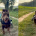 A incrível jornada de reabilitação do dachshund Alfie contra a IVDD severa
