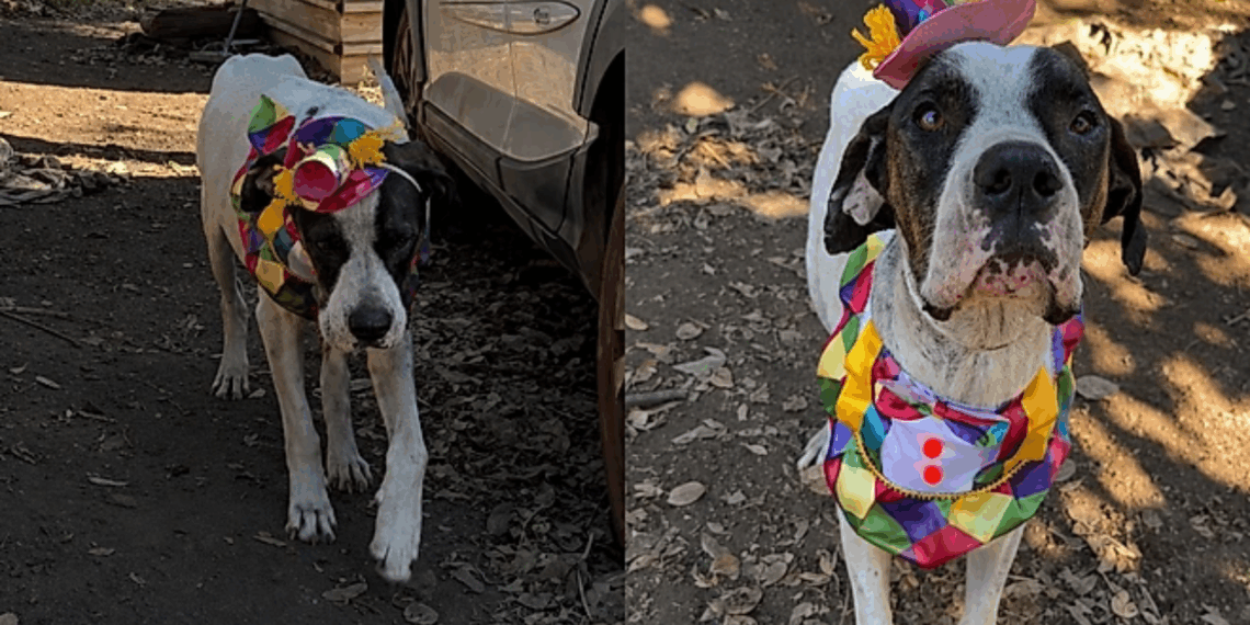Cão grandalhão veste fantasia de palhacinho para conquistar uma família e viraliza