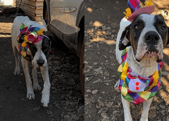 Cão grandalhão veste fantasia de palhacinho para conquistar uma família e viraliza