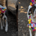 Cão grandalhão veste fantasia de palhacinho para conquistar uma família e viraliza