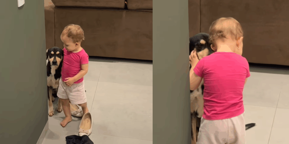 'Postura inabalável': cão de 7 anos fica estático para não assustar bebê e vídeo quebra a internet
