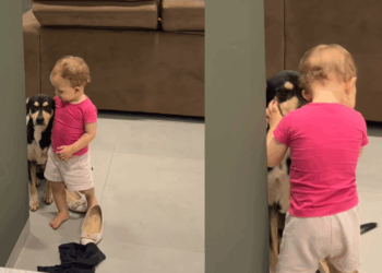 'Postura inabalável': cão de 7 anos fica estático para não assustar bebê e vídeo quebra a internet