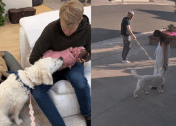 “Ela mudou completamente a rotina”: golden retriever se torna protetora e companheira inseparável da bebê