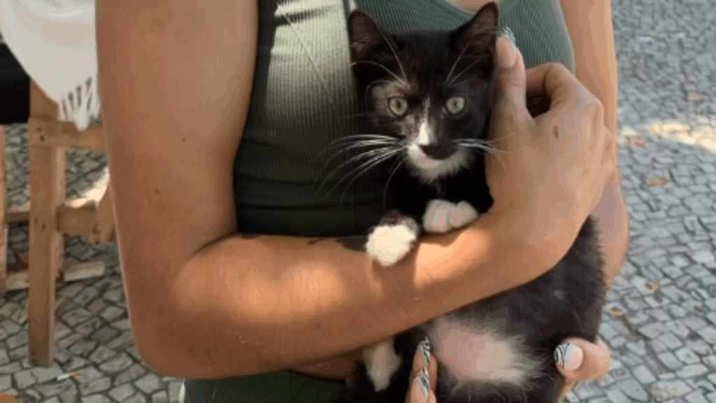 “Vamos lá, então”: mulher chora por gatinho em feira e 3 palavras do marido mudam tudo