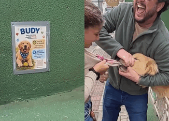 "Se tem placa, tem história": menina ignora aviso e vira 'vítima' do golden retriever Budy