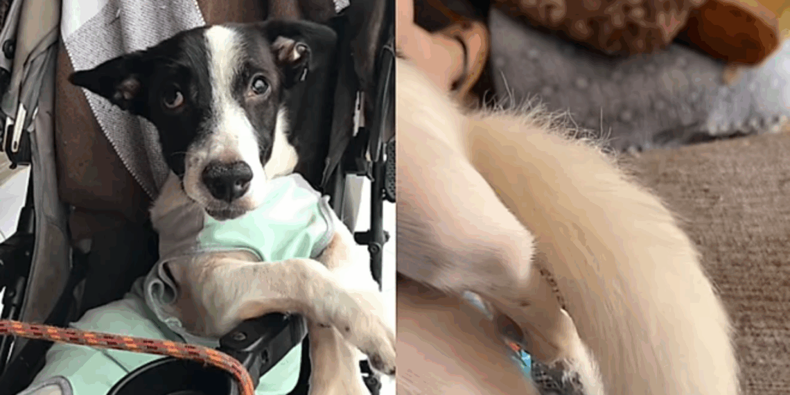 Após anos paralisado, cachorrinho Perninha abana o rabo pela segunda vez e emociona a internet