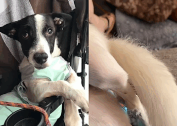 Após anos paralisado, cachorrinho Perninha abana o rabo pela segunda vez e emociona a internet