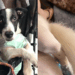 Após anos paralisado, cachorrinho Perninha abana o rabo pela segunda vez e emociona a internet