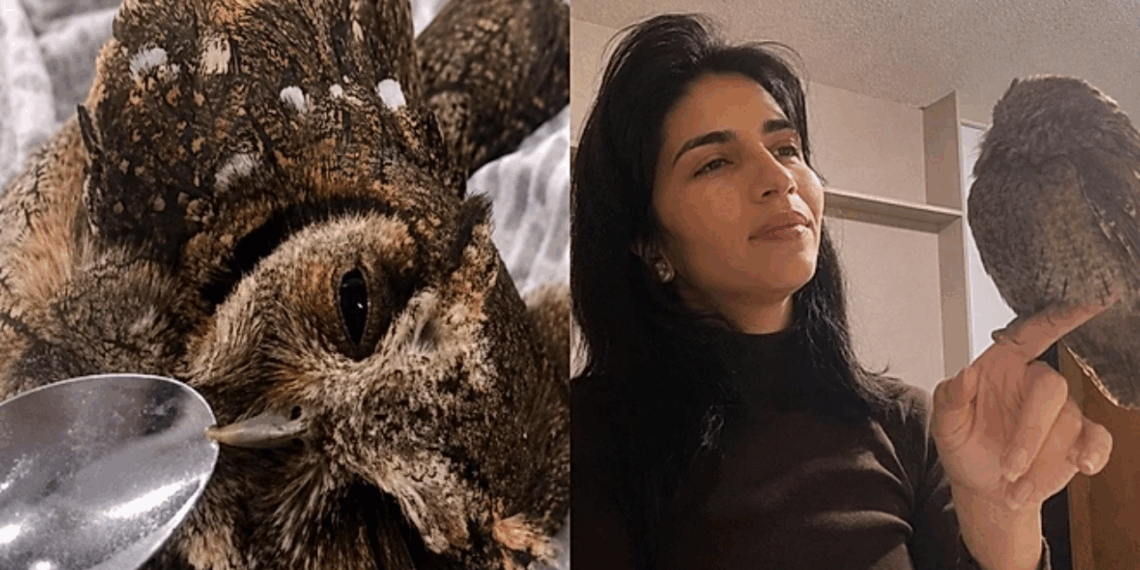 Corujinha resgatada recebe tanto carinho que 'se recusa' a voltar para a natureza até o momento certo chegar