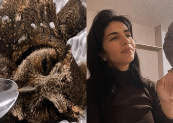 Corujinha resgatada recebe tanto carinho que 'se recusa' a voltar para a natureza até o momento certo chegar