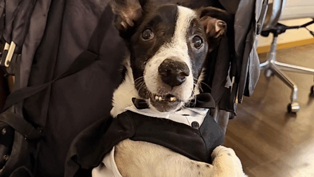 Após anos paralisado, cachorrinho Perninha abana o rabo pela segunda vez e emociona a internet