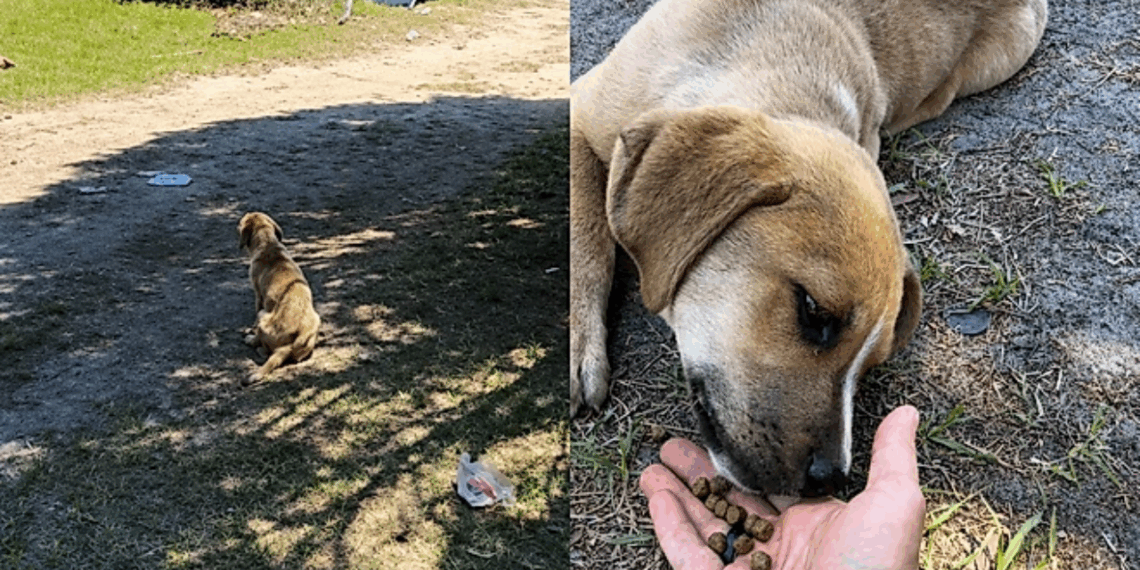 “Foi recolher entulho e voltou com uma missão”: Homem que trabalha com coleta paga para salvar cão abandonado